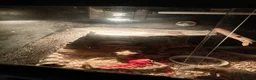 Bearded Dragon reptiles for sale: Bearded Dragons x 2 (1 Male, 1 Female)  in Elland - Advert 2