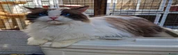 Ragdoll cats for sale: GCCF Registered adult female - Advert 5