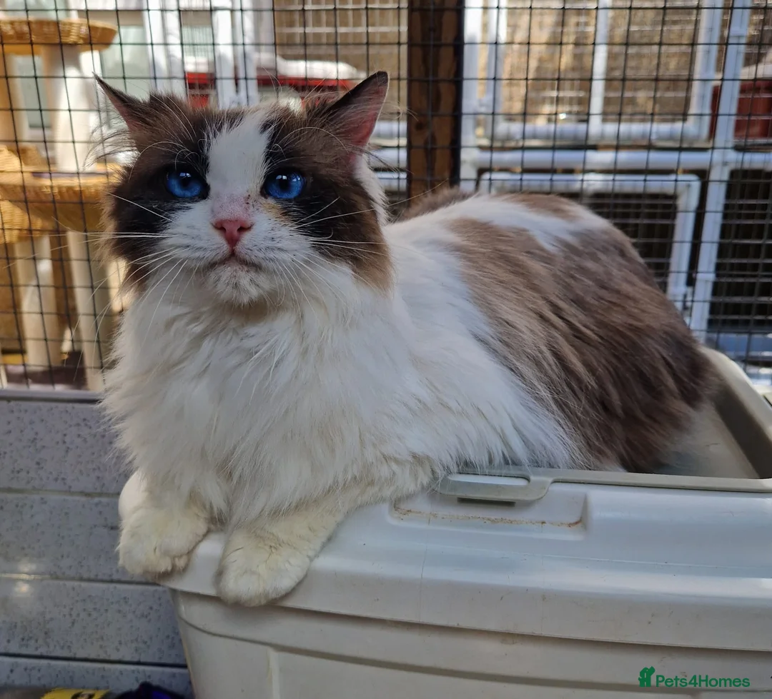 Ragdoll cats for sale: GCCF Registered adult female - Advert 6