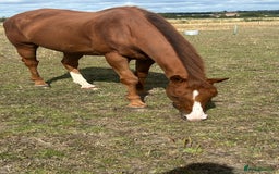 Irish Thoroughbred horses for sale: Tb gelding for sale - Advert 4