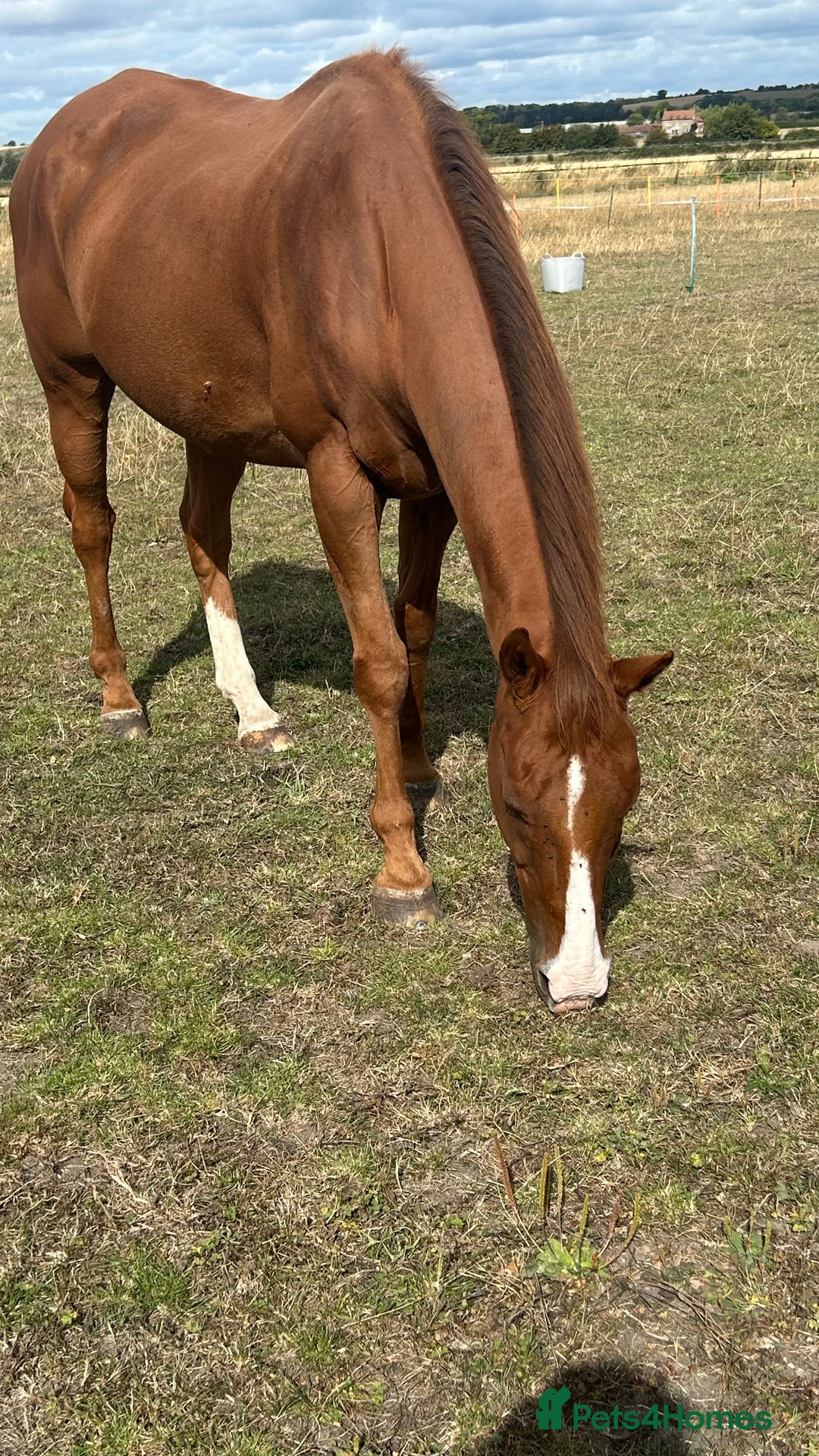 Irish Thoroughbred horses for sale: Tb gelding for sale - Advert 4