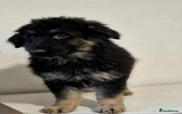 German Shepherd dogs for sale: German shepherd pups  - Image 14