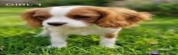 Cavalier King Charles Spaniel dogs for sale: Blenheim Cavalier King Charles Spaniel Puppies - Advert 7