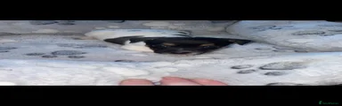 Jack Russell 5