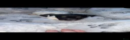 Jack Russell dogs for sale: Hayley smith - Advert 6