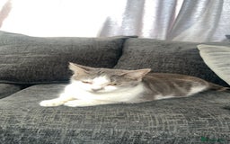 Mixed Breed cats for sale: Beautiful kittens  - Image 1