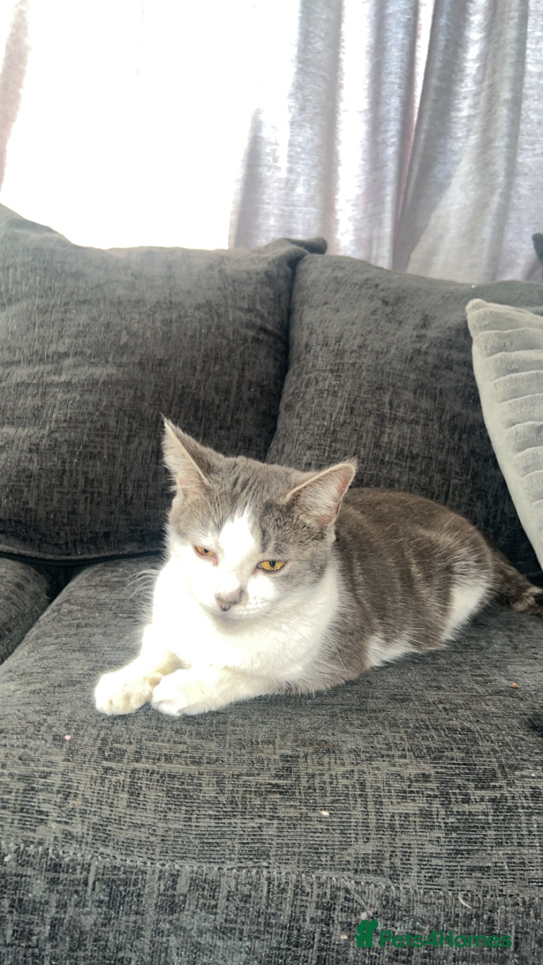 Mixed Breed cats for sale: Beautiful kittens  - Image 1