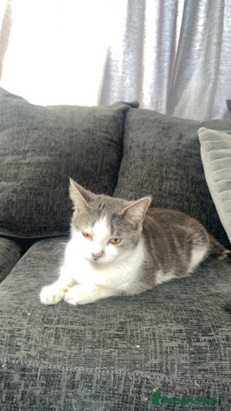 Mixed Breed cats - Advert 16