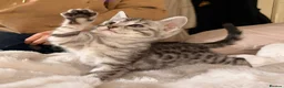 Bengal cats for sale: Tempest Bengal TICA registered kittens  - Advert 16