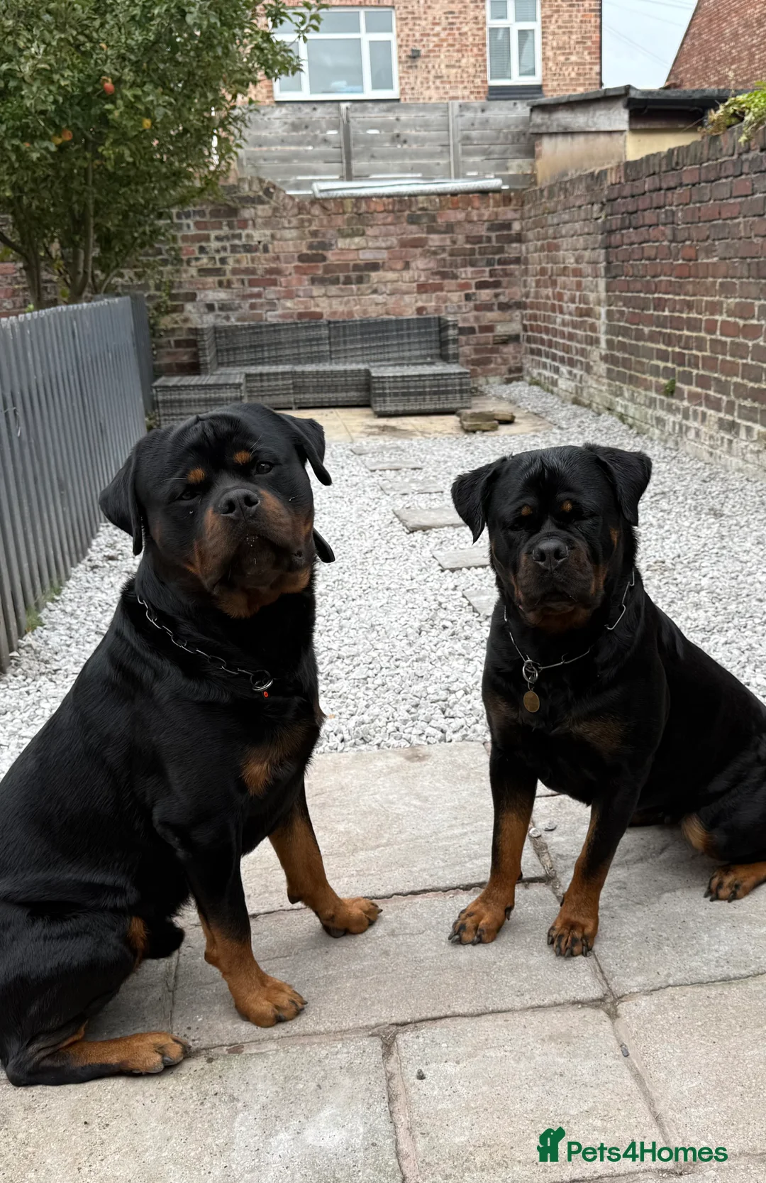 Rottweiler dogs for sale: Expecting Rottweiler pups - ready end of May  - Advert 18