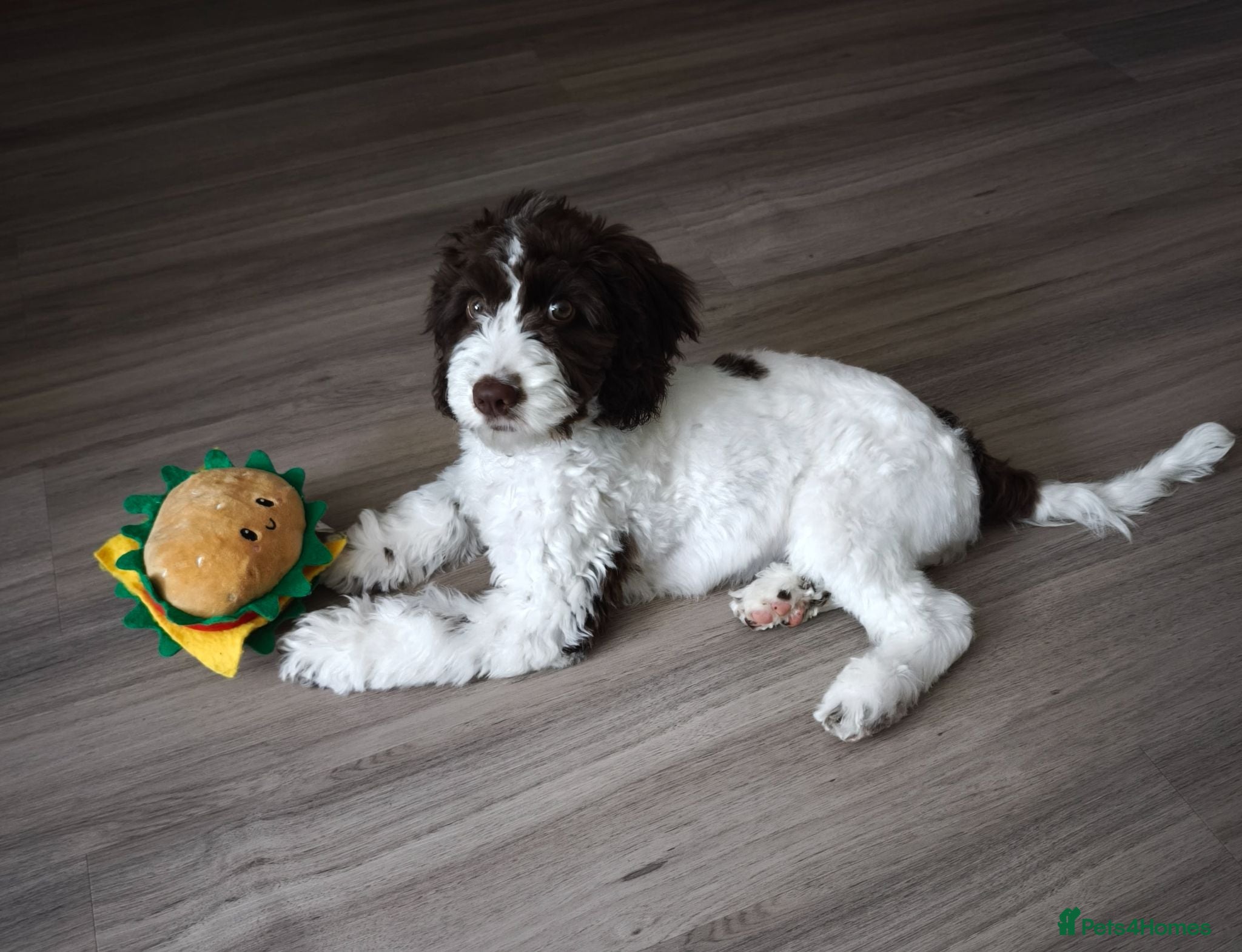Sproodle dogs Beautiful 4 months Female Sproodle  - Advert 1