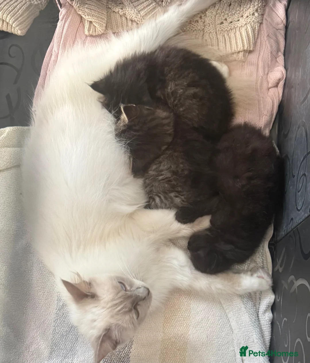 Mixed Breed cats for sale: Ragdoll x Maine Coon  - Advert 2