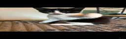 Mixed Breed cats for sale: Gorgeous Kittens Mixed Breed Kittens Ready Now - Advert 2