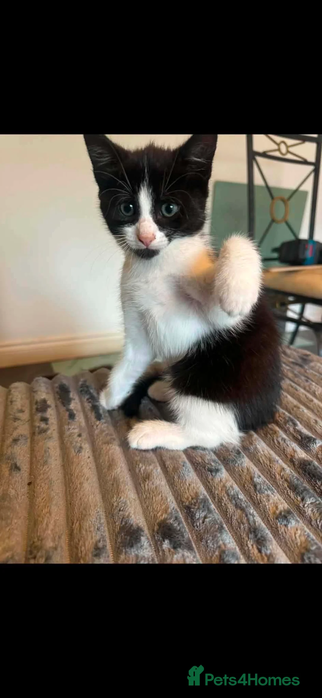 Mixed Breed cats for sale: Gorgeous Kittens Mixed Breed Kittens Ready Now - Advert 2