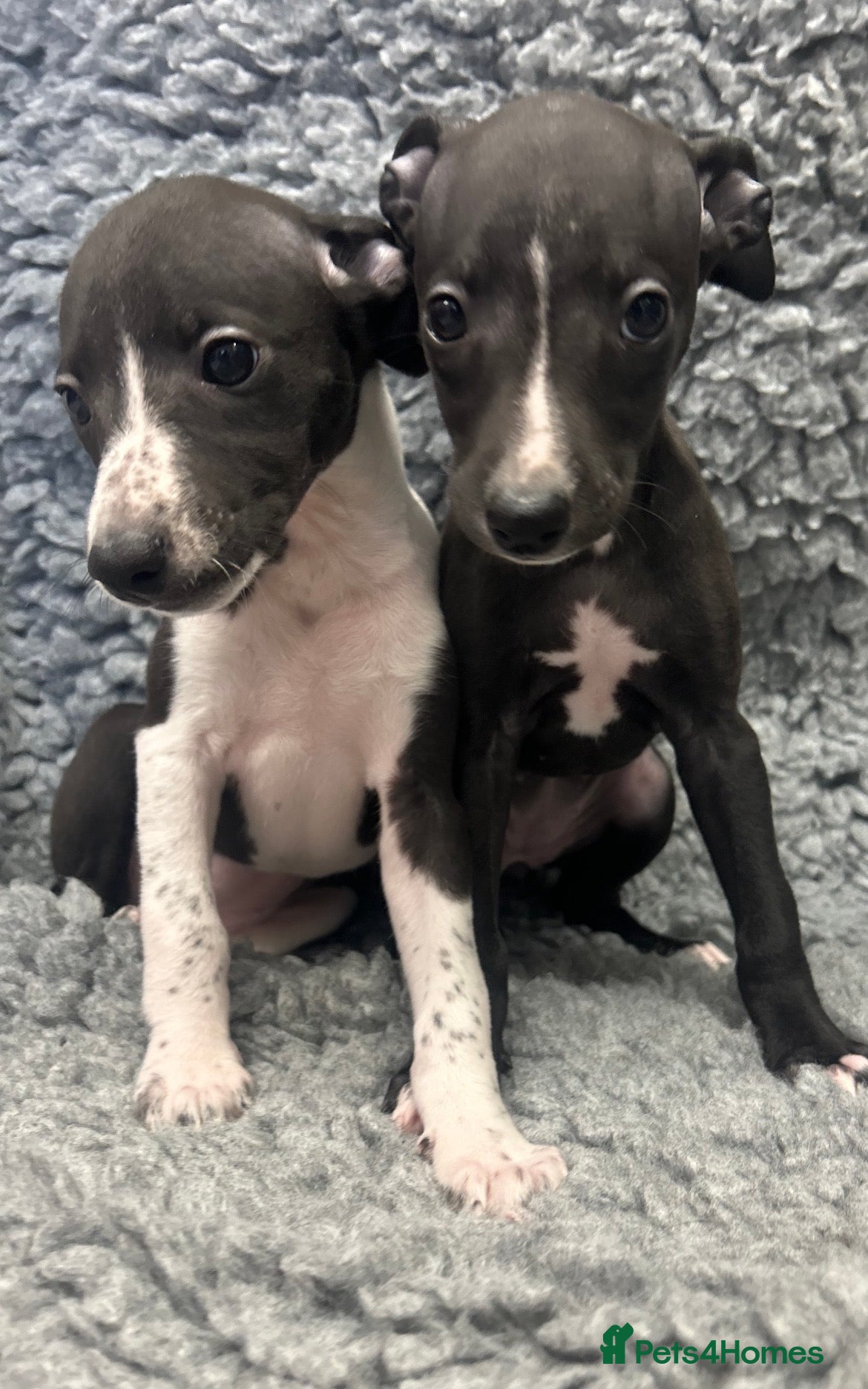 Whippet dogs KC REGISTERED WHIPPETS  - Advert 1