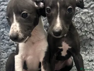 Whippet dogs KC REGISTERED WHIPPETS - Advert 1