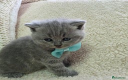 British Shorthair cats for sale: BRITISH SHORTHAIR KITTENS  - Image 4