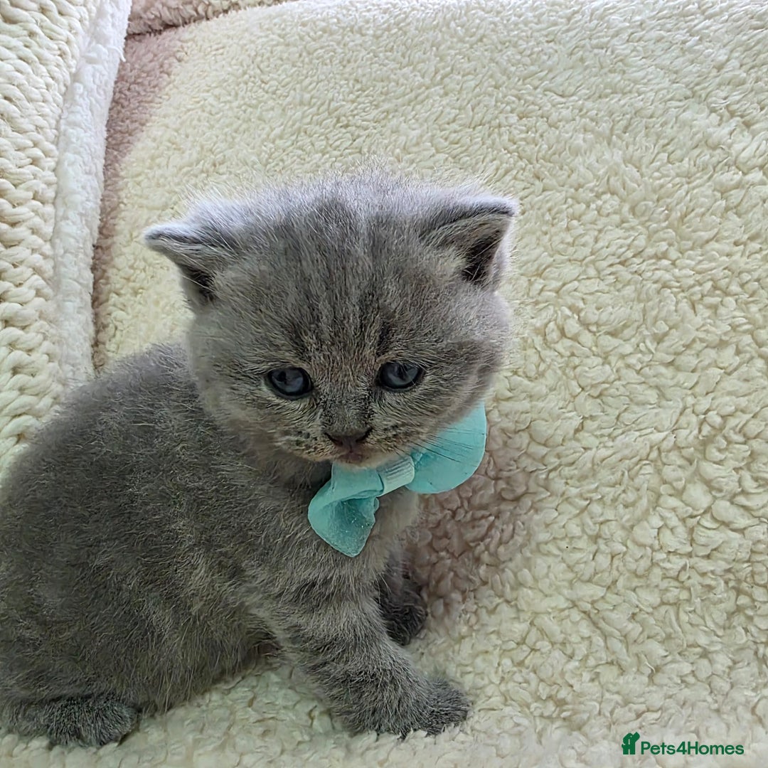 British Shorthair cats for sale: BRITISH SHORTHAIR KITTENS  - Image 4