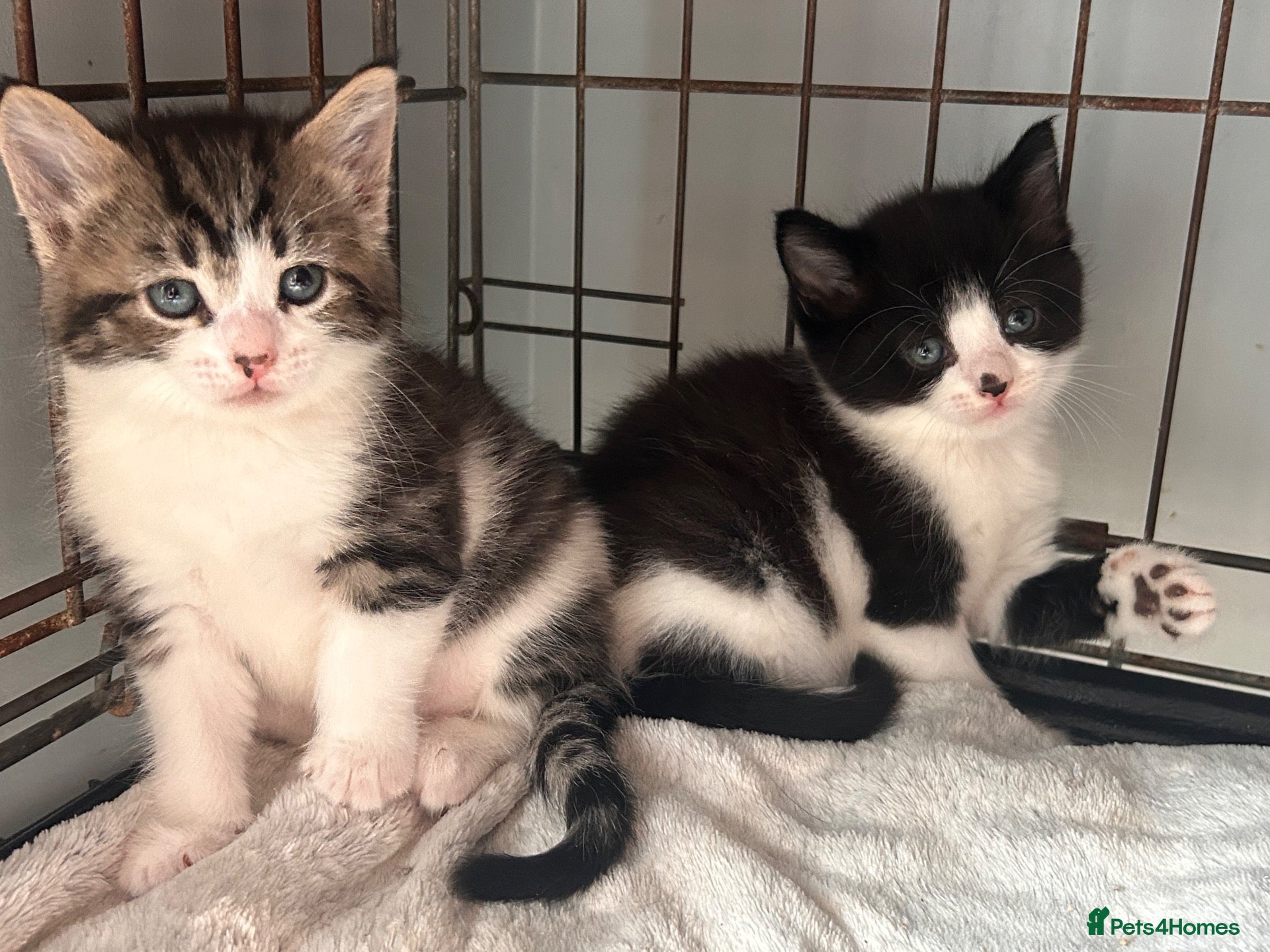 Mixed Breed cats Siamese x ragdoll x Maine coon kittens  - Advert 8