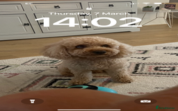 Cavapoo dogs for sale: Cavapoo for rehoming - Advert 1