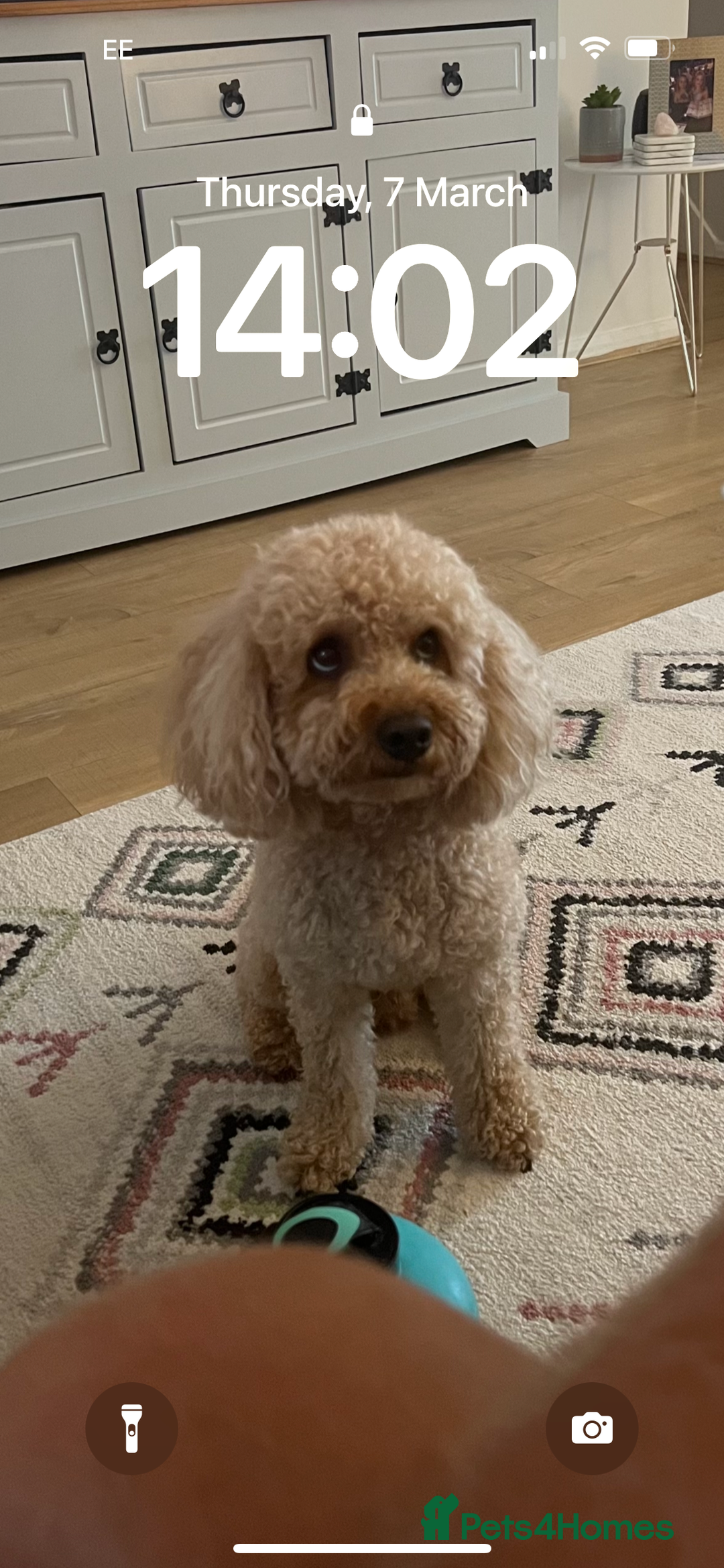 Cavapoo dogs for sale: Cavapoo for rehoming - Advert 1