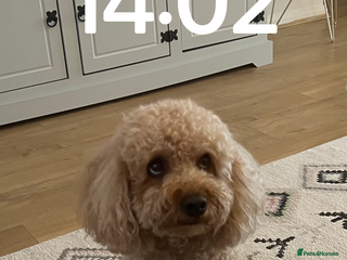 Cavapoo dogs Cavapoo for rehoming - Advert 1