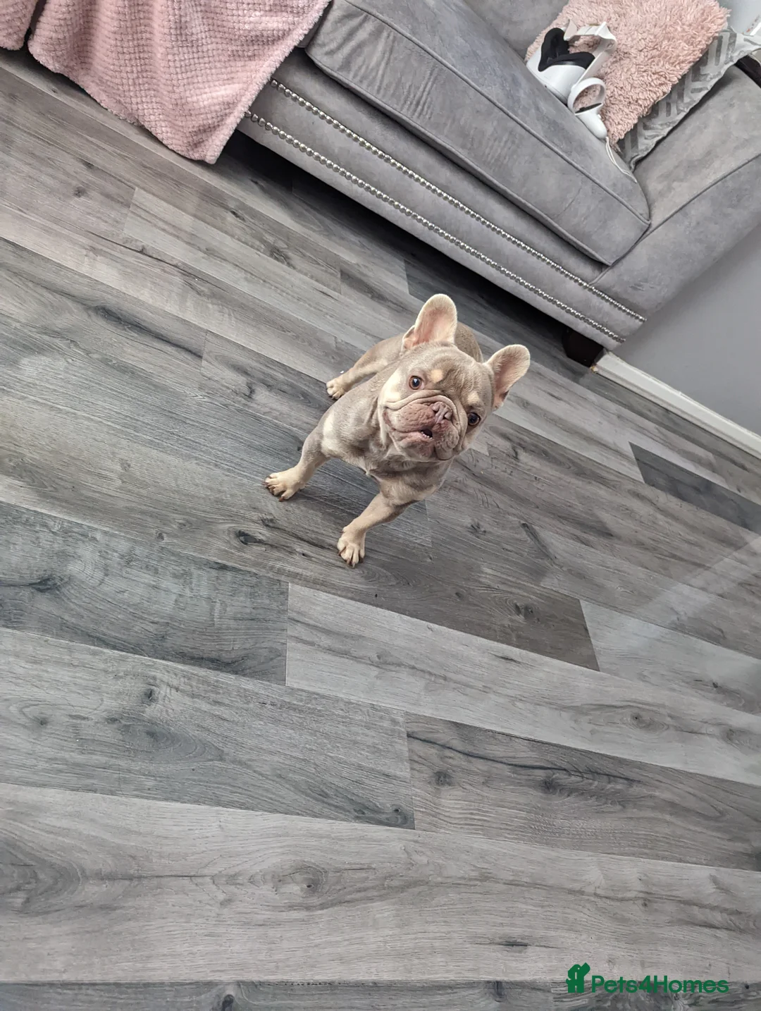 French Bulldog dogs for stud: Tiny 8kg Isabella and tan quad  - Advert 10