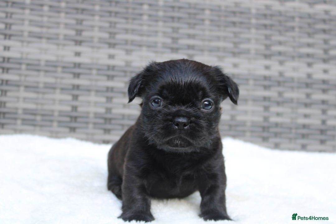 Mixed Breed dogs for sale: French bulldog X imperial shih tzu  - Image 12