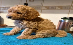 Miniature Poodle dogs for sale: Beautiful miniature poodle pups - Image 5