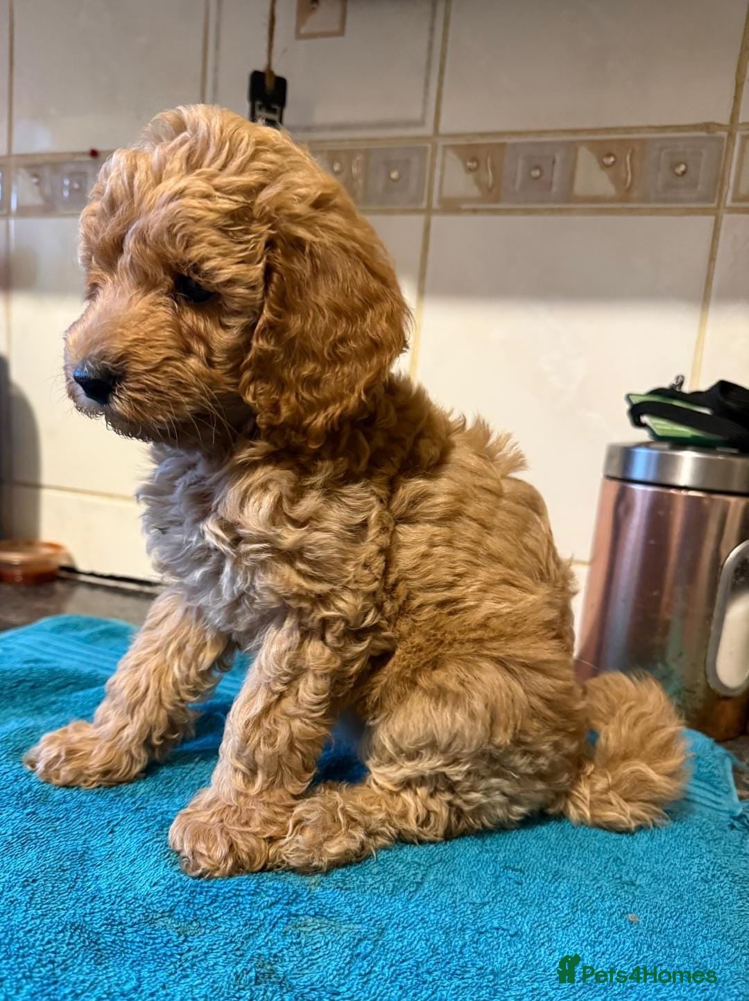 Miniature Poodle dogs for sale: Beautiful miniature poodle pups - Image 5