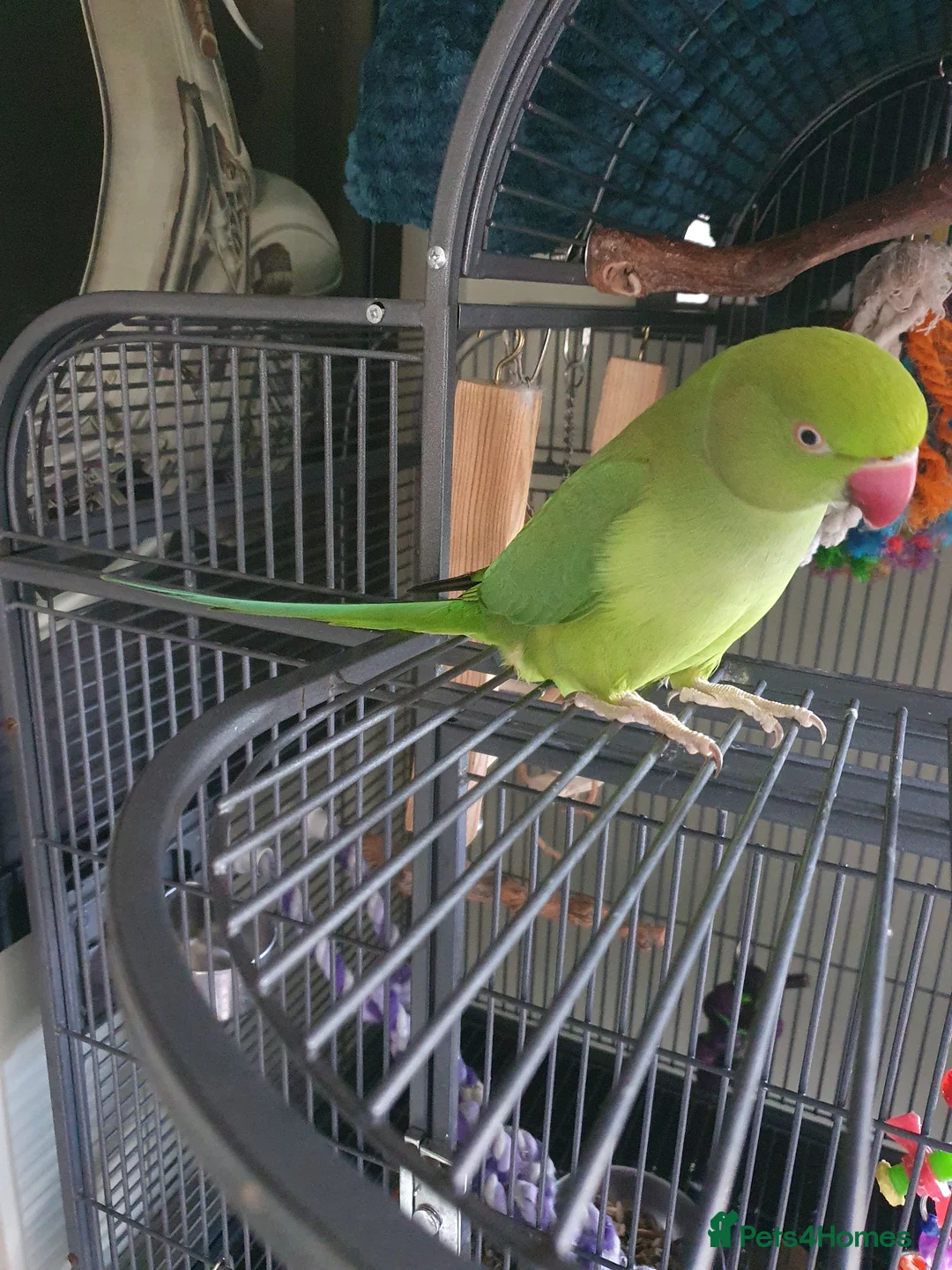 Ringnecks birds for sale: Indian ringneck parakeet (male)  in Liskeard - Advert 2