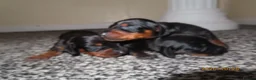 Dachshund dogs for sale: Lovley dashound puppies  in Musselburgh - Advert 4