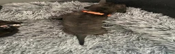 Mixed Breed dogs for sale: 2 beautiful girls left  - Advert 34