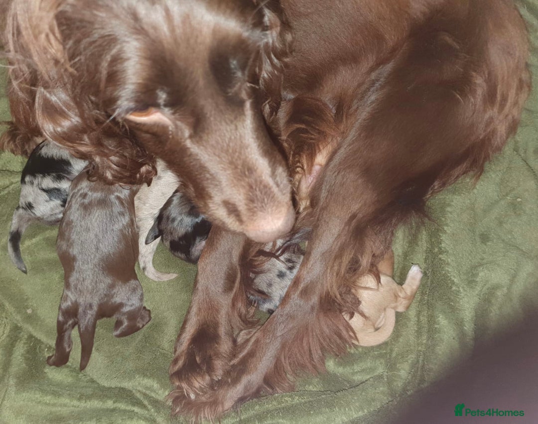 Cockapoo dogs for sale: Ready now unusual all types of colours - Advert 1