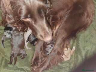 Cockapoo dogs Ready now unusual all types of colours - Advert 1