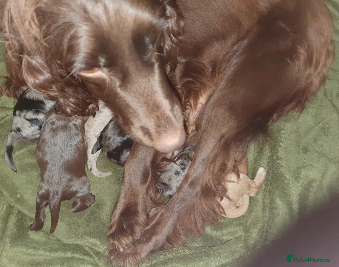 Cockapoo dogs for sale: Ready now unusual all types of colours - Advert 9