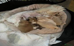 Mixed Breed dogs for sale: Pomeranian Puppies - £1,500 each - Image 19