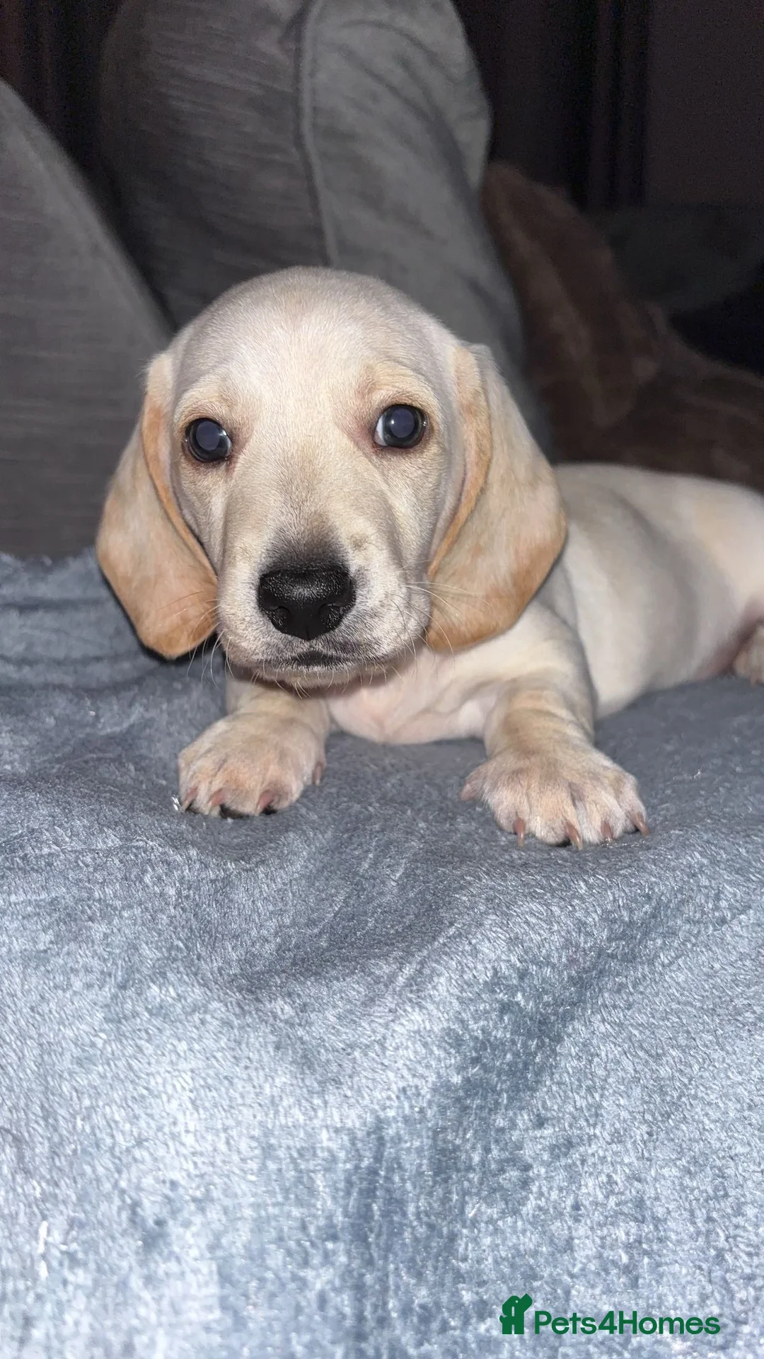 Dachshund dogs for sale: Mini Dachshund Boys🐾 Norwich - Advert 2