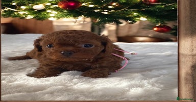 Maltipoo dogs ✨ Luxury Asian Maltipoo F1b – Rare Brown Mini ✨ - Advert 9