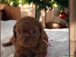 Maltipoo dogs for sale - Advert 2