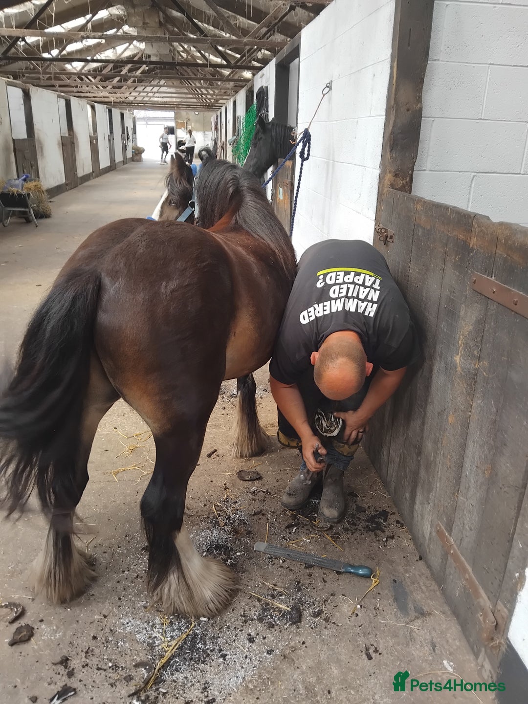 Other Breed horses for sale: Ruben - Image 5