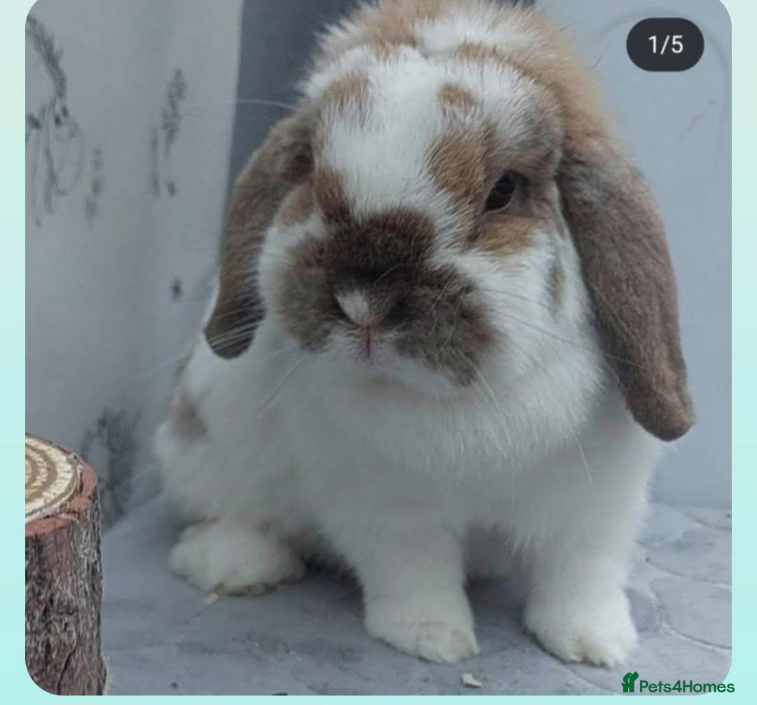 Mini Lop rabbits Sootyfawn Butterfly Mini Lop Doe 3 years   - Advert 23