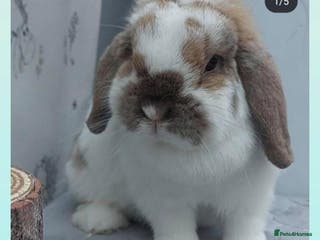 Mini Lop rabbits Sootyfawn Butterfly Mini Lop Doe 3 years - Advert 22