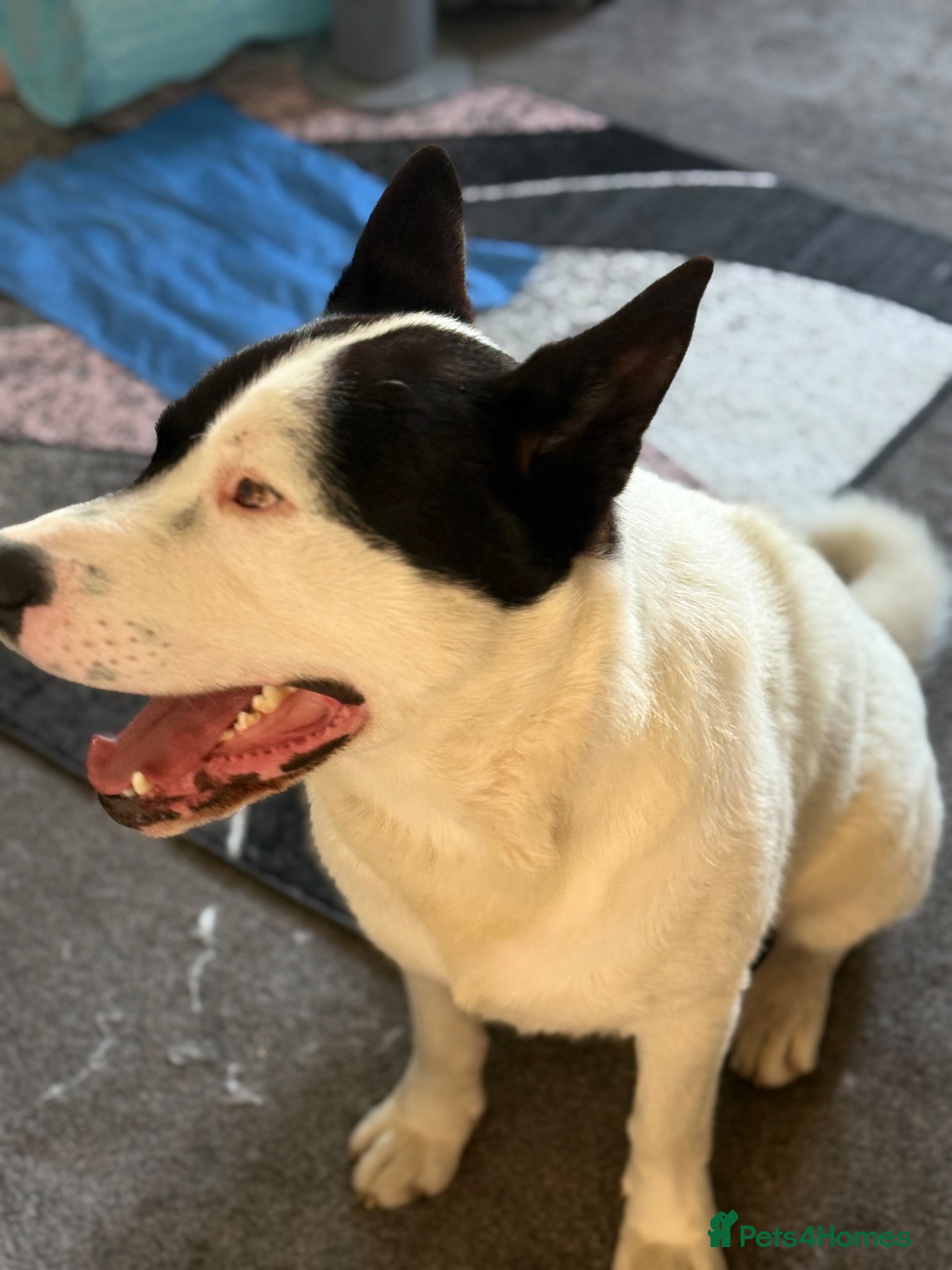 Akita dogs for sale: Kaizer the akita - Advert 5
