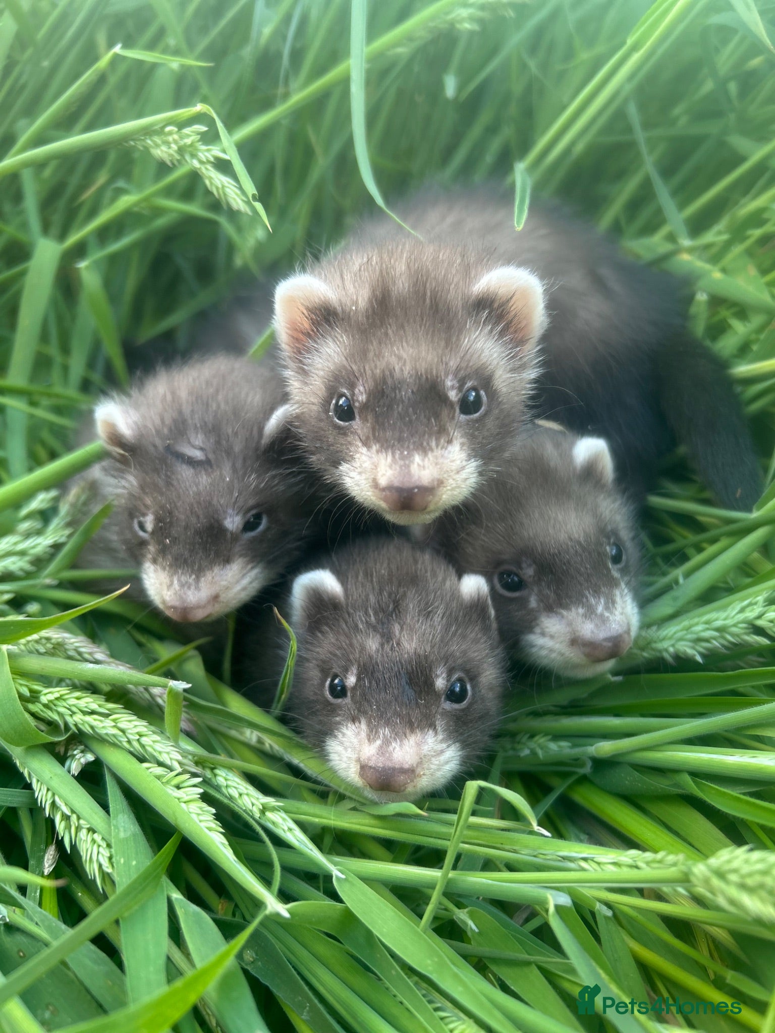 Ferret rodents Ferret kits for sale - Advert 1