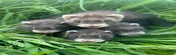 Ferret rodents for sale: Ferret kits for sale - Advert 1