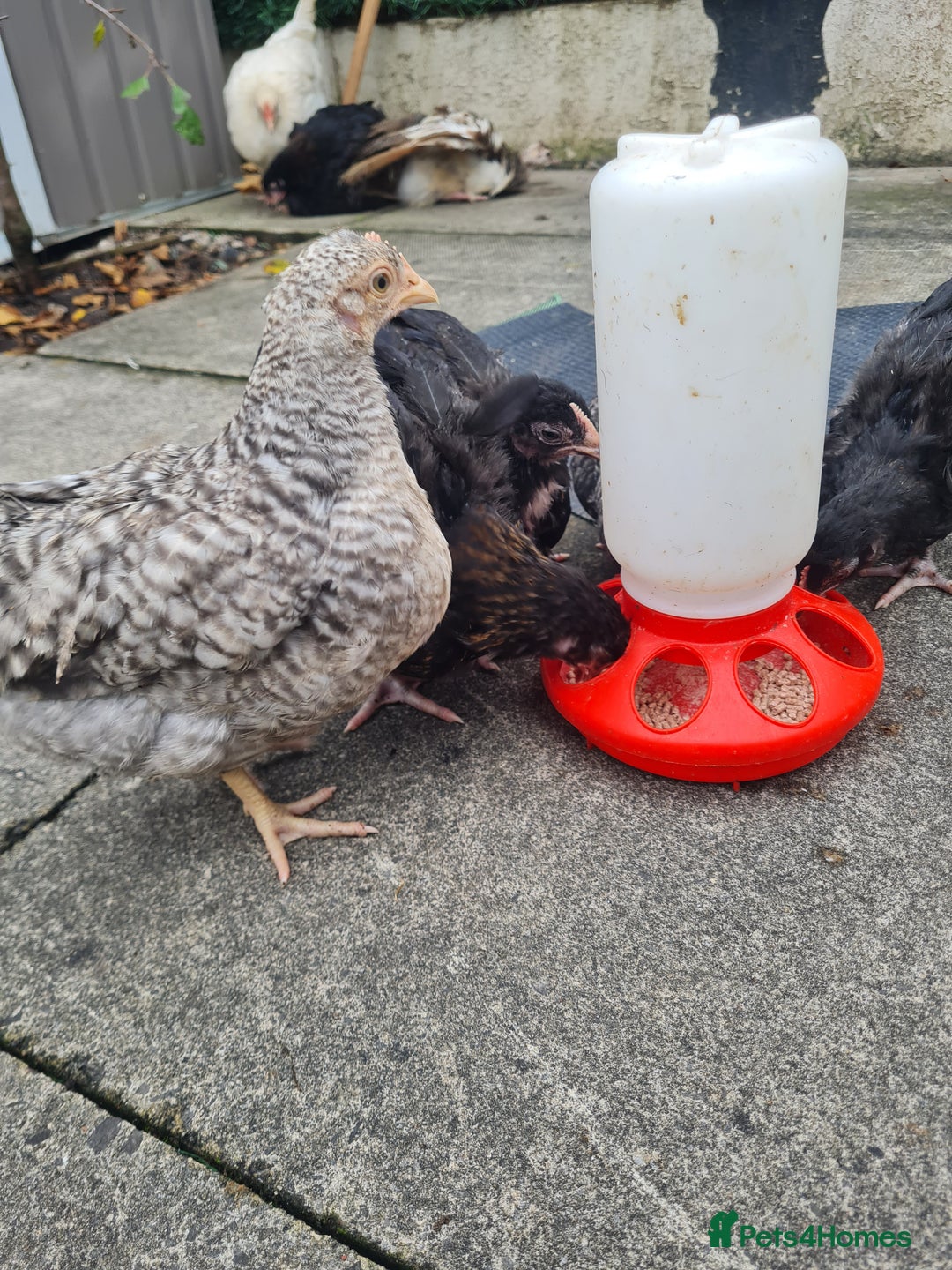 Chickens poultry for sale: 7 week old poulets for sale - Image 2