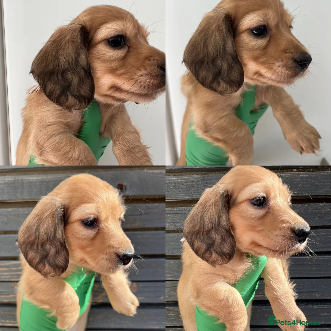 Miniature Dachshund dogs for sale: Beautiful KC reg long hair ready to leave 🥰 - Advert 6