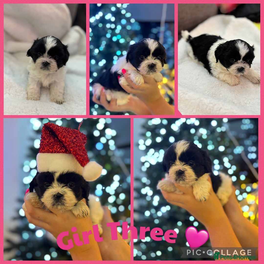 Shih Tzu dogs for sale: Beautiful litter of 6 Shih Tuz pups  - Advert 5