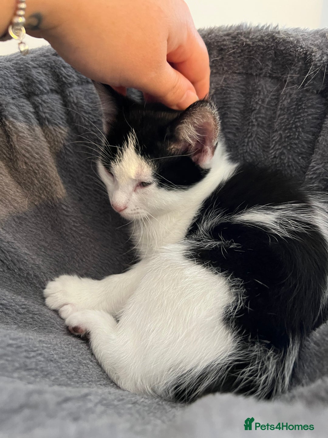 Mixed Breed cats for sale: Two beautiful boys - Image 4